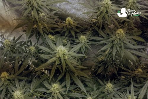 Pineapple strain