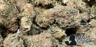Pineapple: Opiniones y Efectos Pineapple weed