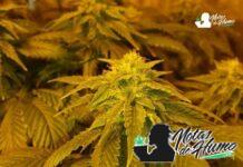 Private Reserve: Opiniones y Efectos
