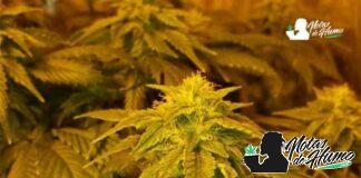 Private Reserve: Opiniones y Efectos
