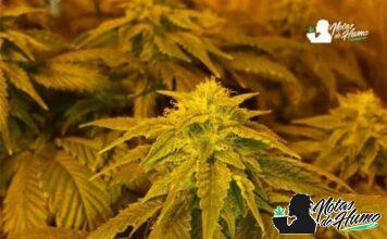 Private Reserve: Opiniones y Efectos