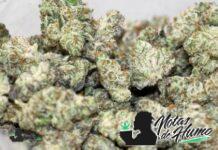 Violet Fog Weed