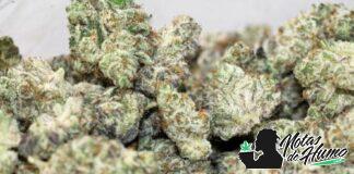 Violet Fog: Opiniones y Efectos Violet Fog Weed