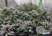Watermelon Gelato: Opiniones y Efectos Watermelon gelato strain