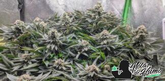 Watermelon Gelato: Opiniones y Efectos Watermelon gelato strain