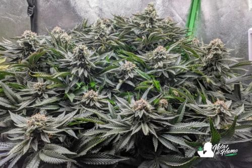 Watermelon gelato strain