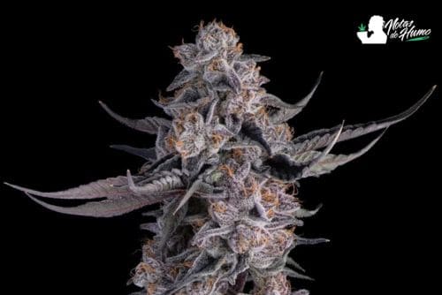 Black amber strain