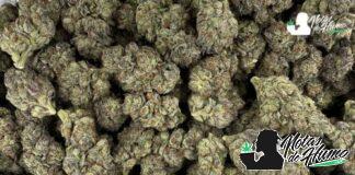 Black Amber: Opiniones y Efectos Black amber weed
