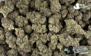 Black amber weed