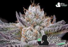 Cherry Poppers: Opiniones y efectos Cherry poppers strain
