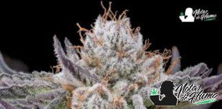 Cherry Poppers: Opiniones y efectos Cherry poppers strain