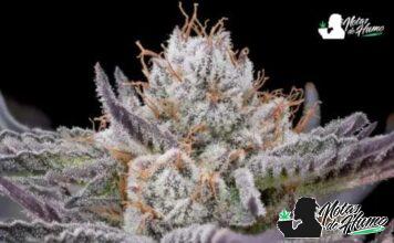 Cherry Poppers: Opiniones y efectos Cherry poppers strain