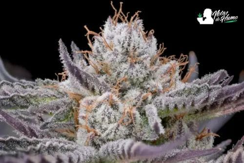 Cherry poppers strain