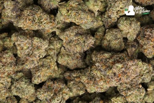 Cherry poppers weed
