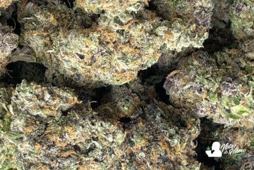 Fruit Loops Weed