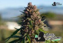Fruit Loops: Opiniones y Efectos Fruit Loops strain