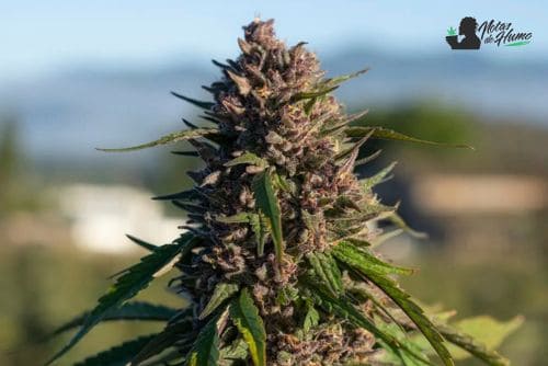 Fruit Loops strain