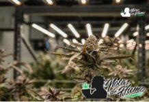 Goofiez strain
