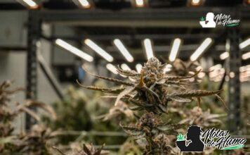 Goofiez strain