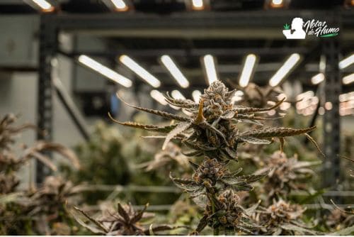 Goofiez strain