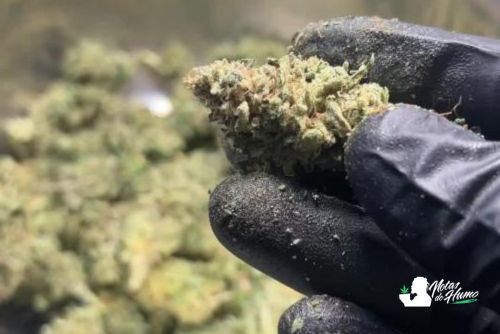 Goofiez weed