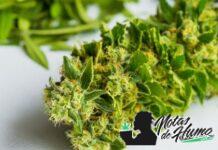 Paris OG weed