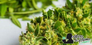 Paris OG: Opiniones y Efectos Paris OG weed