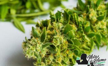 Paris OG: Opiniones y Efectos Paris OG weed