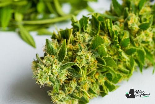 Paris OG weed
