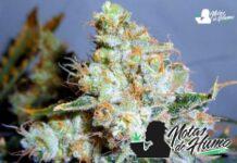 THC Bomb: Opiniones y efectos THC Bomb strain