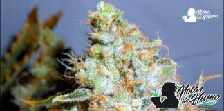 THC Bomb: Opiniones y efectos THC Bomb strain