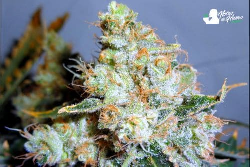 THC Bomb strain