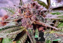 Blueberry Pancakes strain
