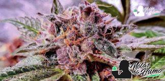 Blueberry Pancakes: Opiniones y efectos Blueberry Pancakes strain