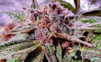 Blueberry Pancakes: Opiniones y efectos Blueberry Pancakes strain