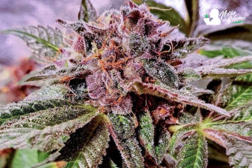 Blueberry Pancakes strain