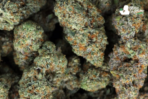 Blueberry Pancakes weed