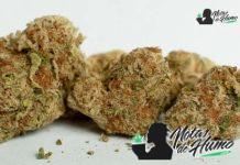 Melonade: Opiniones y Efectos