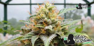 Fried Ice Cream strain