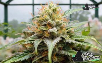 Fried Ice Cream: Opiniones y efectos Fried Ice Cream strain