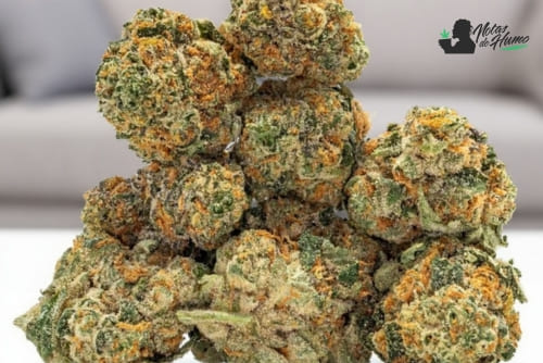 Fried Ice cream weed