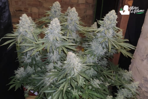 Pineapple Upside Down Cake strain