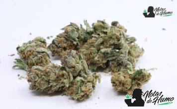 Pineapple Upside Down Cake weed