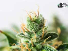 Space Cake: Opiniones y Efectos space cake strain
