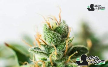 Space Cake: Opiniones y Efectos space cake strain