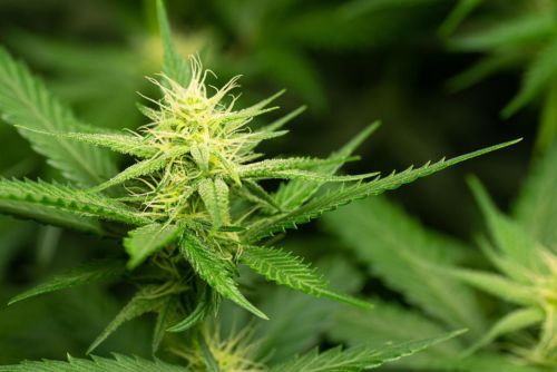 cogollo de marihuana Gelato con tricomas y tonos morados 