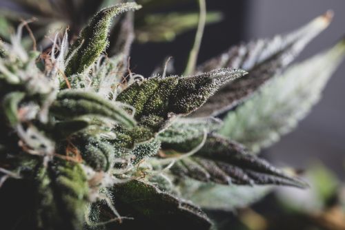 cogollo de marihuana Gorilla Cookies lleno de tricomas en plena producción.
