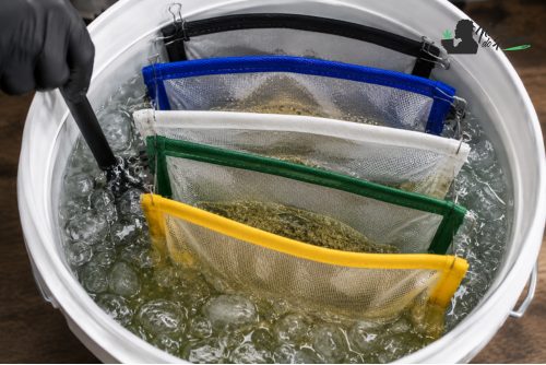 Bolsas de malla para hacer bubble hush dentro de un cubo con agua fría y hielo 