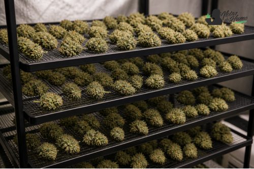 Cogollos de marihuana secándose sobre mallas de secado en bandejas ventiladas 