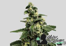 Blue Monster: Opiniones y Efectos Blue Monster